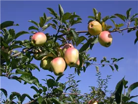 Malus domestica 'Gelber Bellefleur' - Winterapfel 'Gelber Bellefleur' Malus domestica 'Gelber Bellefleur' - Winterapfel 'Gelber Bellefleur'
