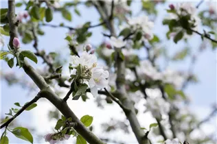 Malus domestica 'Rheinischer Bohnapfel' - Apfel 'Rheinischer Bohnapfel'