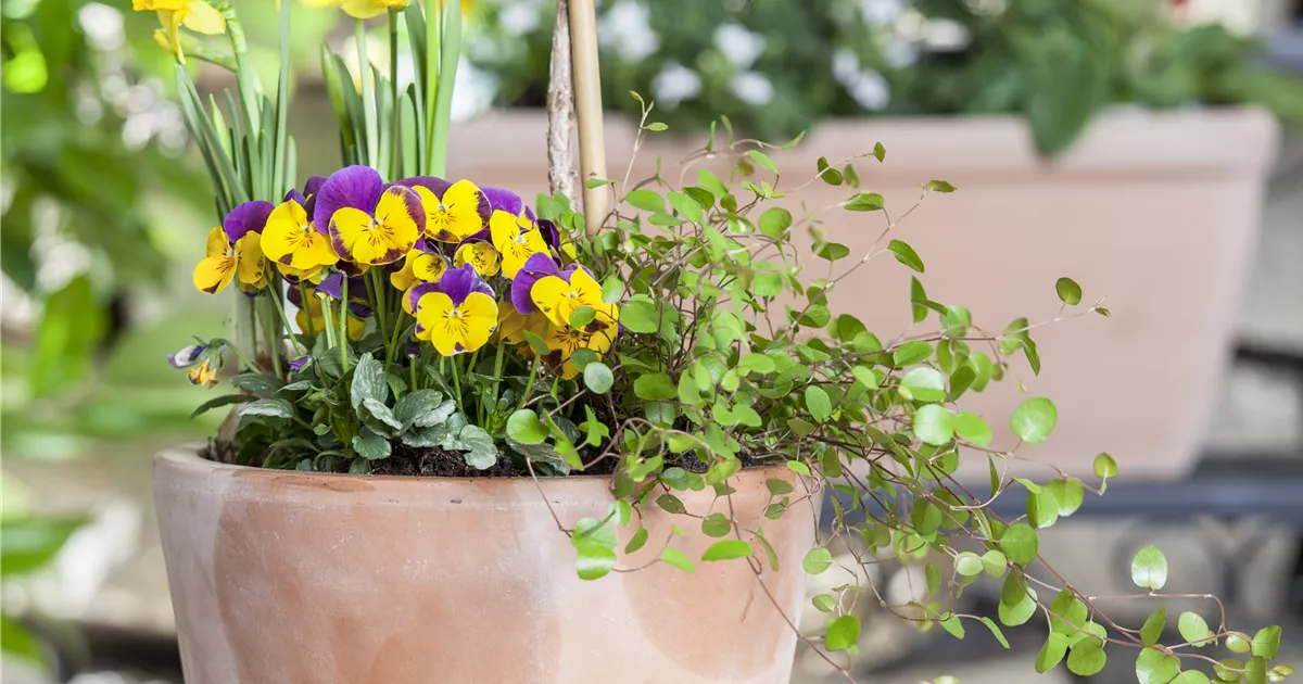  - Blumenzwiebeln – einpflanzen in ein Gefäß