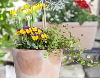 Blumenzwiebeln – einpflanzen in ein Gefäß