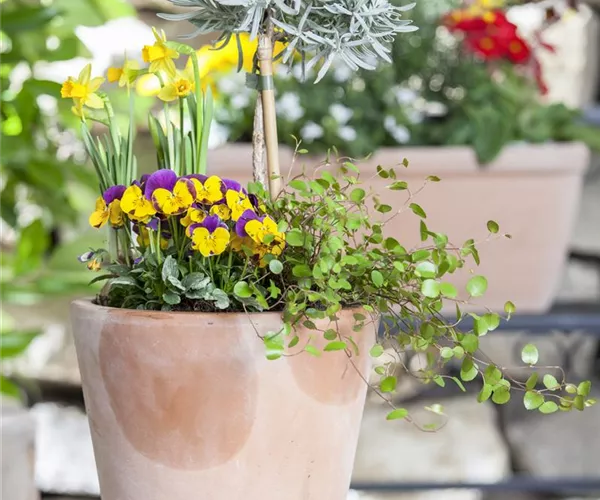 - Blumenzwiebeln – einpflanzen in ein Gefäß  - Blumenzwiebeln – einpflanzen in ein Gefäß