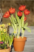  - Tulipa 'Red Flair'