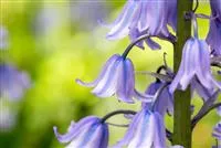 - Das Spanische Hasenglöckchen – Blütenpracht im Schatten  - Das Spanische Hasenglöckchen – Blütenpracht im Schatten