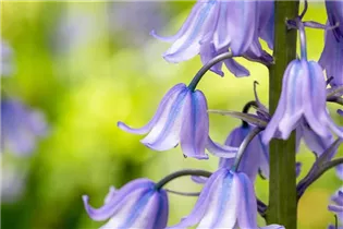 Hyacinthoides hispanica - Spanisches Hasenglöckchen Hyacinthoides hispanica - Spanisches Hasenglöckchen