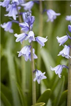 Hyacinthoides hispanica - Spanisches Hasenglöckchen Hyacinthoides hispanica - Spanisches Hasenglöckchen