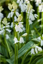 Hyacinthoides hispanica, weiß - Hyacinthoides hispanica, weiß Hyacinthoides hispanica, weiß - Hyacinthoides hispanica, weiß