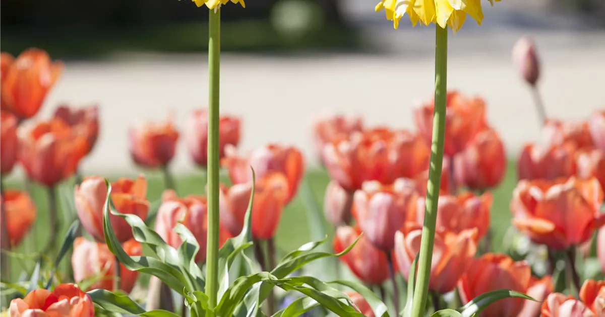  - Kaiserkronen – Prachtblumen hoch hinaus