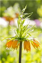 Fritillaria imperialis - Kaiserkrone Fritillaria imperialis - Kaiserkrone