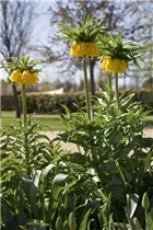 Fritillaria imperialis 'Maxima Lutea' - Garten-Kaiserkrone 'Maxima Lutea'