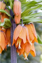 Fritillaria imperialis - Kaiserkrone Fritillaria imperialis - Kaiserkrone