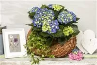 - Ein Geben und Nehmen – Hortensien als Luftbefeuchter  - Ein Geben und Nehmen – Hortensien als Luftbefeuchter