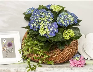 Ein Geben und Nehmen – Hortensien als Luftbefeuchter