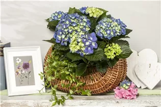 Hydrangea macrophylla - Bauernhortensie