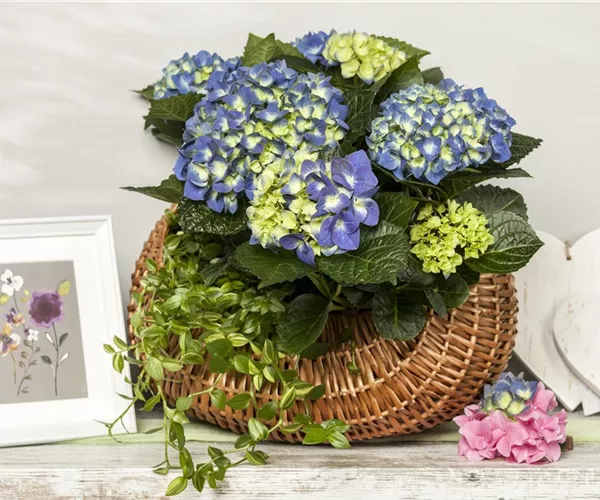  - Ein Geben und Nehmen – Hortensien als Luftbefeuchter