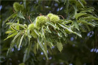 Castanea sativa - Esskastanie