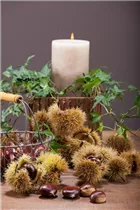 Castanea sativa - Esskastanie