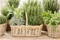 - Kräutergarten – Anregungen und Gestaltungshinweise  - Kräutergarten – Anregungen und Gestaltungshinweise