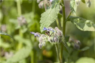 Borago officinalis - Borretsch Borago officinalis - Borretsch