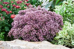  - Sedum cauticola 'Rocky'