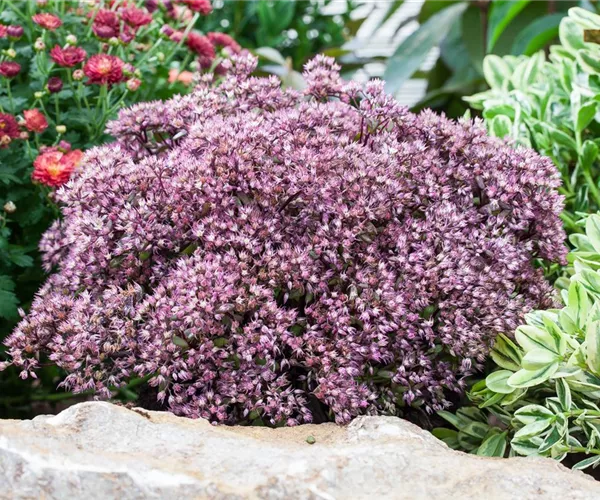  - Die Fetthenne – Gärtnern light