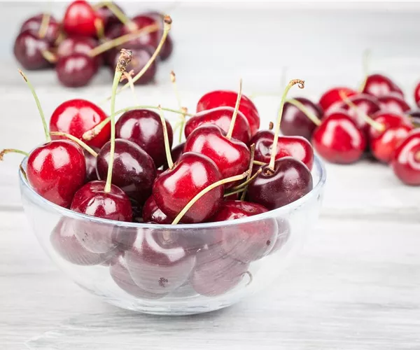 - Die Früchte des Gartens gut verarbeiten  - Die Früchte des Gartens gut verarbeiten