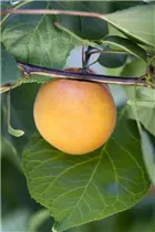 - Prunus armeniaca 'Luizet'  - Prunus armeniaca 'Luizet'