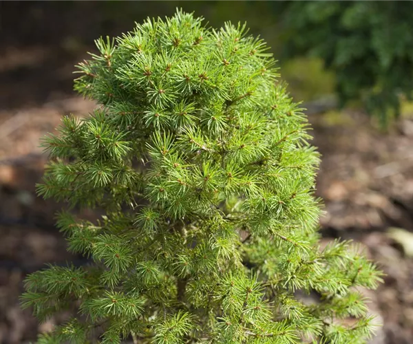 - Zwergkoniferen - klein aber fein  - Zwergkoniferen - klein aber fein