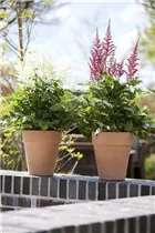 Astilbe x arendsii - Arends Garten-Prachtspiere Astilbe x arendsii - Arends Garten-Prachtspiere