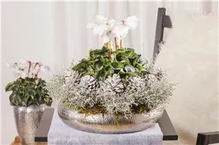 Cyclamen persicum, weiß - Alpenveilchen Cyclamen persicum, weiß - Alpenveilchen