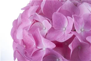 Hydrangea macrophylla, rosa - Hydrangea macrophylla, rosa