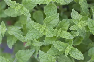 Mentha 'Erdbeere' - Erdbeer-Minze