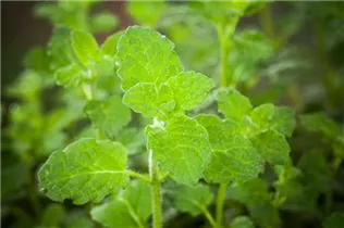 Mentha 'Erdbeere' - Erdbeer-Minze