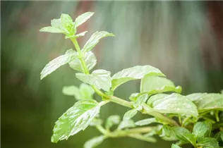 Mentha 'Erdbeere' - Erdbeer-Minze