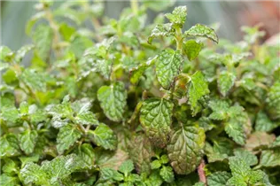 Mentha 'Erdbeere' - Erdbeer-Minze
