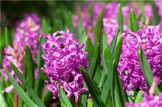 Hyacinthus orientalis 'Marconi' - Hyazinthe 'Marconi'
