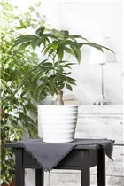 Pachira aquatica - Glückskastanie Pachira aquatica - Glückskastanie