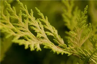 Cupressocyparis leylandii 'Gold Rider' - Leyland-Zypresse 'Gold Rider' Cupressocyparis leylandii 'Gold Rider' - Leyland-Zypresse 'Gold Rider'