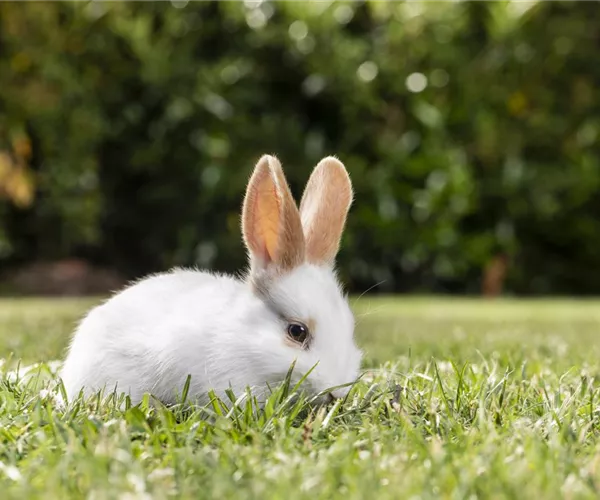 - Rollrasen – schnell und unkompliziert?  - Rollrasen – schnell und unkompliziert?