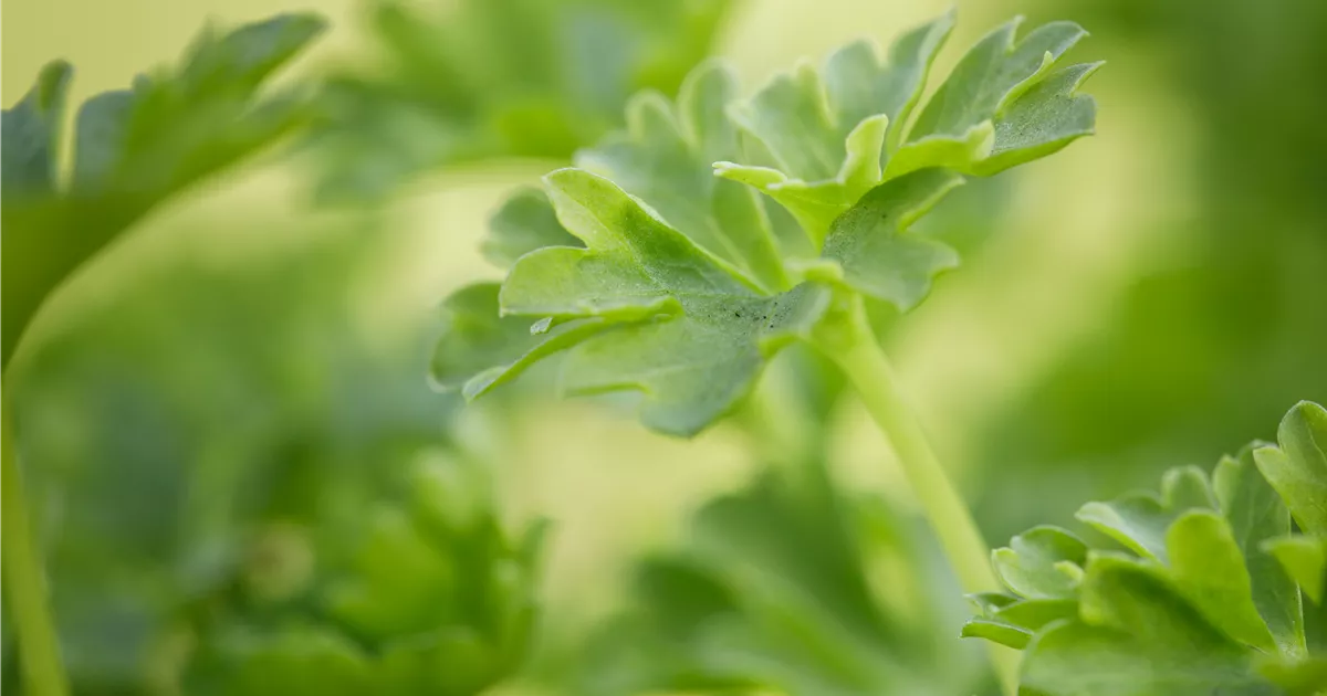 - Urban Gardening – frische Kräuter für den Balkon