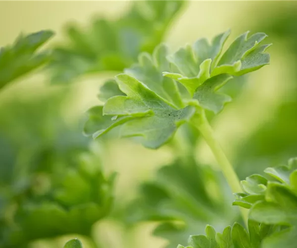 - Urban Gardening – frische Kräuter für den Balkon  - Urban Gardening – frische Kräuter für den Balkon
