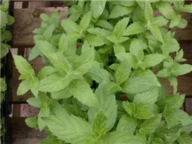 Mentha spicata 'Swiss' - Schweizerische Garten-Minze