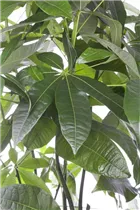 Pachira aquatica - Glückskastanie Pachira aquatica - Glückskastanie