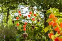 - Ein herbstliches Windspiel aus Physalis und Tannenzapfen  - Ein herbstliches Windspiel aus Physalis und Tannenzapfen