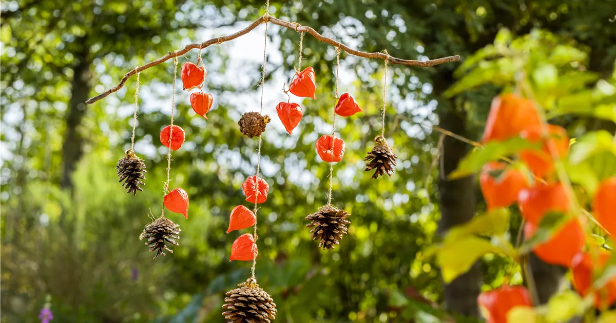  - Ein herbstliches Windspiel aus Physalis und Tannenzapfen