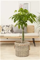 Pachira aquatica - Glückskastanie Pachira aquatica - Glückskastanie