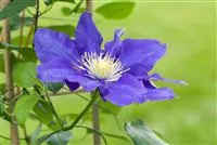- Clematis – die robuste Kletterpflanze im Garten  - Clematis – die robuste Kletterpflanze im Garten