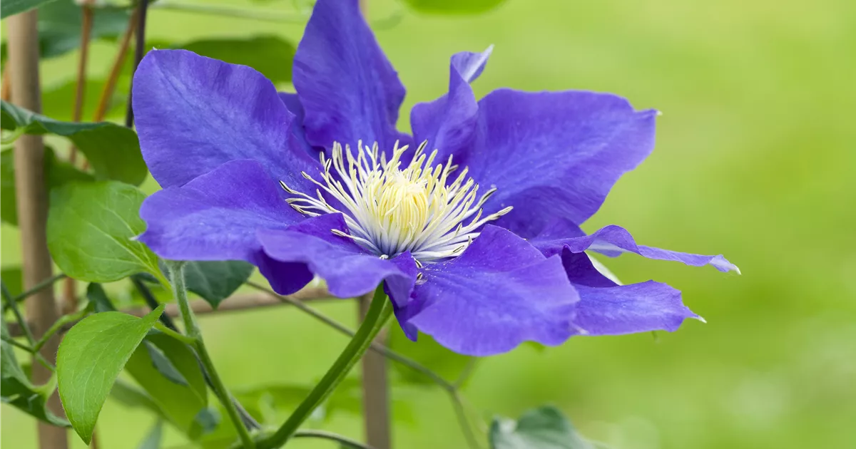  - Clematis – die robuste Kletterpflanze im Garten