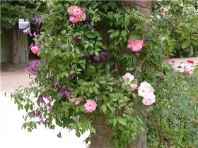 Clematis alpina - Alpen-Waldrebe Clematis alpina - Alpen-Waldrebe