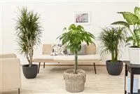 - Die Glückskastanie – der asiatische Glücksbringer  - Die Glückskastanie – der asiatische Glücksbringer