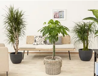 Die Glückskastanie – der asiatische Glücksbringer